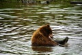 Alaska, grizzly bear in close-up