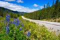 Alaska Highway Wildflowers Royalty Free Stock Photo