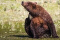 Alaska Huge Brown Grizzly Bear Scratching An Itch Royalty Free Stock Photo