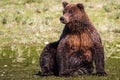 Alaska Huge Brown Grizzly Bear Sitting Royalty Free Stock Photo