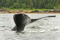 Alaska Humpback Tail Fluke Water Spray Royalty Free Stock Photo