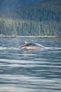 Alaska - Humpback Whale - Detail Royalty Free Stock Photo