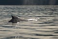 Alaska - Humpback Whale - Detail Royalty Free Stock Photo