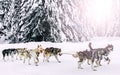 Alaska husky sled dogs in action in a snowy arctic forest during winter Royalty Free Stock Photo