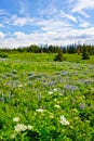 Alaska - Kenai Peninsula Wildflowers 2 Royalty Free Stock Photo