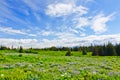 Alaska - Kenai Peninsula Wildflowers Royalty Free Stock Photo