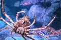 Alaska King Crab Royalty Free Stock Photo