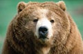Alaska Kodiak Brown Bear portrait Royalty Free Stock Photo