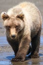 Alaska Lake Clark Brown Bear Cub Walking Royalty Free Stock Photo