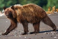 Alaska Lake Clark National Park Brown Bear Walking Royalty Free Stock Photo