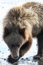 Alaska Lake Clark Young Brown Grizzly Bear Posing Royalty Free Stock Photo