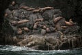 Alaska landscape with Steller Sea Lions Royalty Free Stock Photo