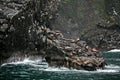 Alaska landscape with Steller Sea Lions Royalty Free Stock Photo