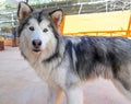 Alaska Malamute dog portrait in domesticated pet.