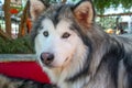 Alaska Malamute dog portrait in domesticated pet.