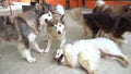 Alaska Malamute dogs gambol in domesticated pet