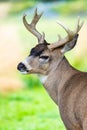 Alaska male sitka black-tailed deer close up portrait Royalty Free Stock Photo
