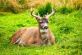 Alaska male sitka black-tailed deer close up portrait