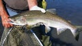 Alaska Man Holding Nice Pink Salmon Royalty Free Stock Photo