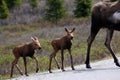 Alaska Moose Babies in Denali National Park Royalty Free Stock Photo