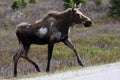 Alaska Moose in Denali National Park Royalty Free Stock Photo
