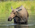 Alaska Moose, Denali National Park Royalty Free Stock Photo