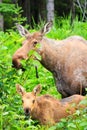 Alaska Moose and Young Calf Feeding Royalty Free Stock Photo