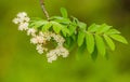 Alaska native fireweed growing near the forest. Before blossoming.