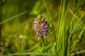 Alaska native fireweed growing near the forest. Before blossoming.