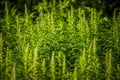 Alaska native fireweed growing near the forest. Before blossoming.