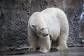 Alaska, polar bear. Big white bear in the spring in the forest . Polar bear is in Alaska, rocks, grass, cold spring.