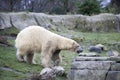 Alaska, polar bear. Big white bear in the spring in the forest . Polar bear is in Alaska, rocks, grass, cold spring.