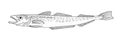 Alaska pollock. Hand drawn ink realistic illustration. Royalty Free Stock Photo