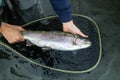 Alaska rainbow trout Royalty Free Stock Photo