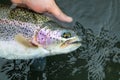 Alaska rainbow trout Royalty Free Stock Photo