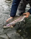 Alaska rainbow trout Royalty Free Stock Photo