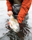 Alaska rainbow trout Royalty Free Stock Photo