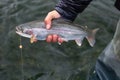 Alaska rainbow trout Royalty Free Stock Photo