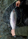 Alaska rainbow trout Royalty Free Stock Photo