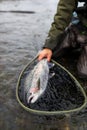 Alaska rainbow trout Royalty Free Stock Photo