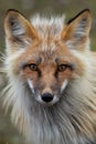 Alaska Red Fox