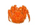 Alaska red king crab Royalty Free Stock Photo