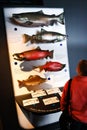 Alaska Sea Life Center Pacific Salmon Display Royalty Free Stock Photo