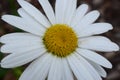 Alaska Shasta Daisy Flower Bloom