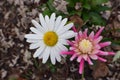 Alaska Shasta Daisy and Pink Dahlia