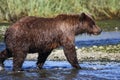 Alaska Silver Salmon Creek Brown Bear Walking Royalty Free Stock Photo