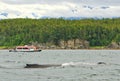 Alaska - Small Boat Big Humpback Whale