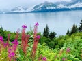 Alaska state flower, fireweed