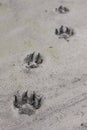 Alaska. Vertical view of Artic wolf footprint in a dry mud background.