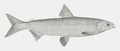 Alaska whitefish coregonus nelsonii, freshwater fish from the northwestern north america